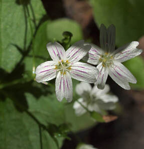 Claytonia sibirica