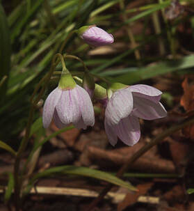Claytonia virginica