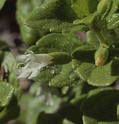 Clinopodium douglasii