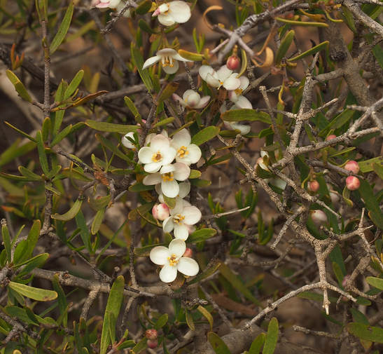 Cneoridium dumosum