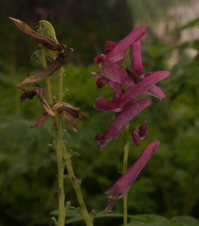 Corydalis scouleri