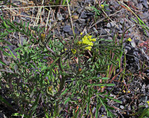 Descurainia pinnata ssp. filipes
