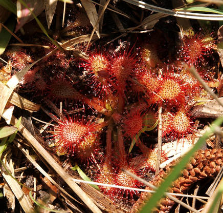 Drosera intermedia