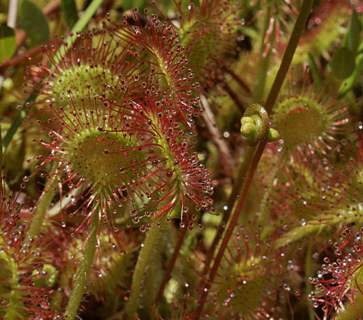 Drosera rotundifolia