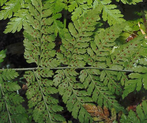 Dryopteris expansa (Spreading wood fern)