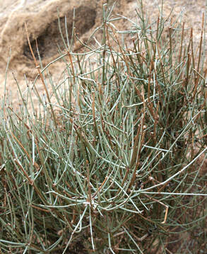 Ephedra funerea