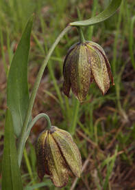 Fritillaria affinis