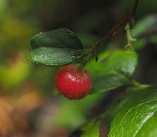 Gaultheria ovatifolia (Western teaberry) 