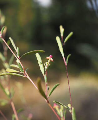Gayophytum decipiens