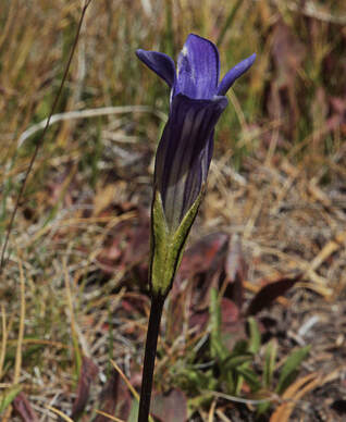 Gentianopsis holopetala