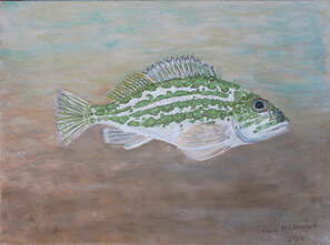 Greenstriped Rockfish (Sebastes elongatus)