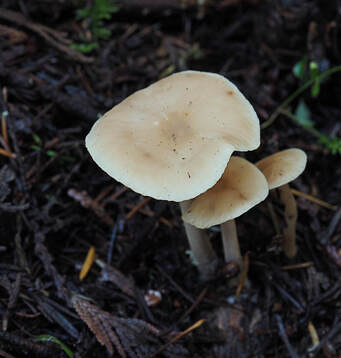 Gymnopus peronatus (Wood woolly-foot)