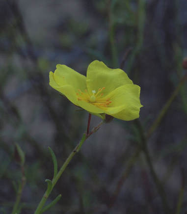 Helianthemum scoparium