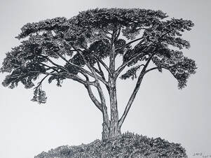 Hesperocyparis macrocarpa - Monterey cypress