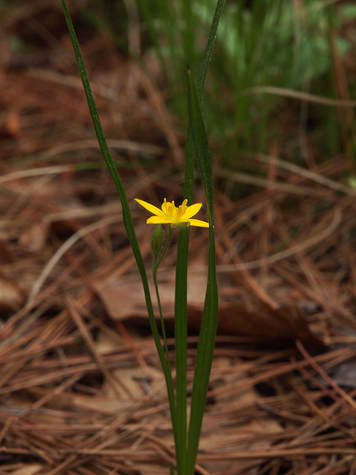 Hypoxis hirsuta