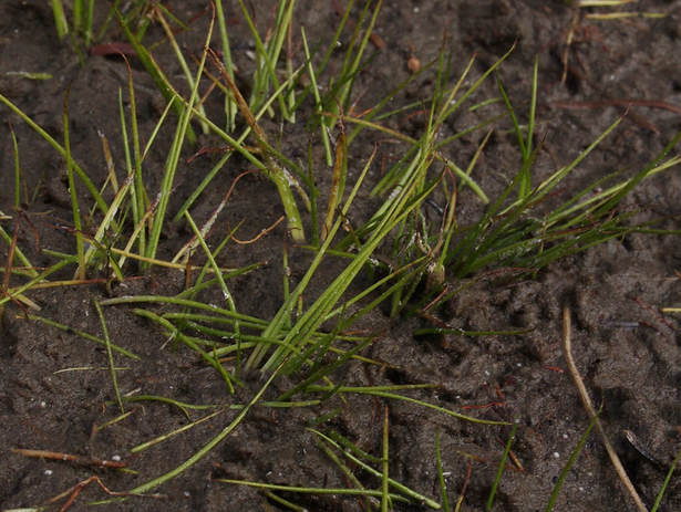 Isoetes bolanderi