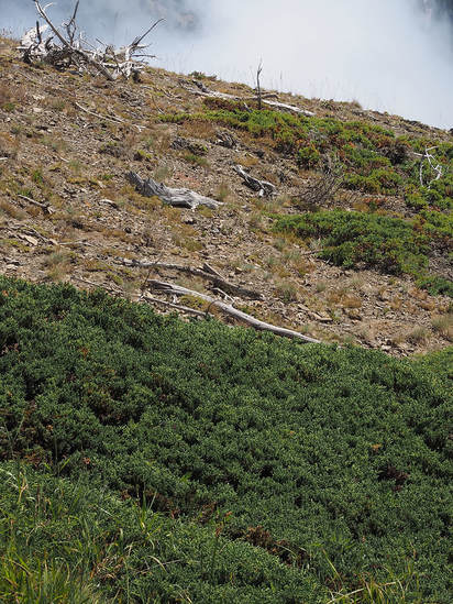 Juniperus communis var. montana 