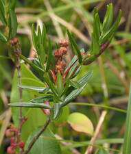 Kalmia microphylla var. occidentalis (Western swamp laurel)