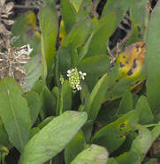 Lepidium virginicum ssp. menziesii