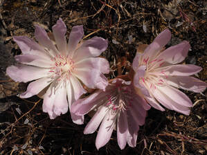 Lewisia rediviva var. rediviva
