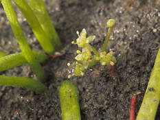 Lilaeopsis occidentalis