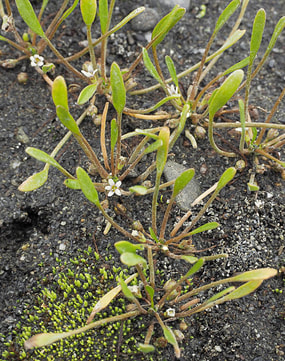 Limosella aquatica (Awl-leaf mugwort)