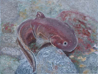 Tidepool Snailfish (Liparis florae)