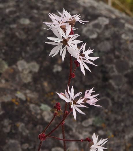 Lithorphragma glabra