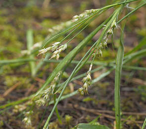 Luzula comosa var. laxa