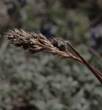 Luzula spicata