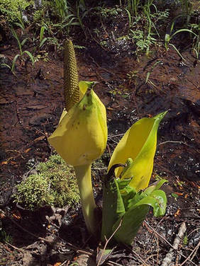 Lysichiton americanus