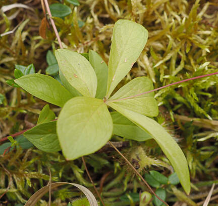 Lysimachia europaea (Arctic starflower)