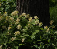 Maianthemum racemosum ssp. racemosum