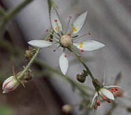 Micranthes ferruginea