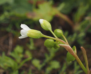 Montia linearis (Narrow-leafed montia)