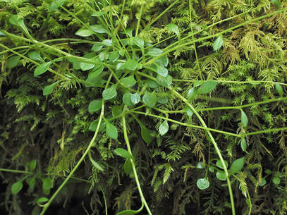 Montia parviflora (Streambank springbeauty)