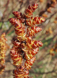 Myrica gale