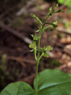 Neottia banksiana