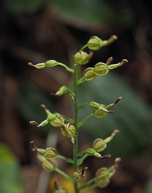 Neottia convallarioides (Broad-lip twayblade)