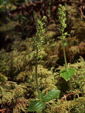 Neottia cordata