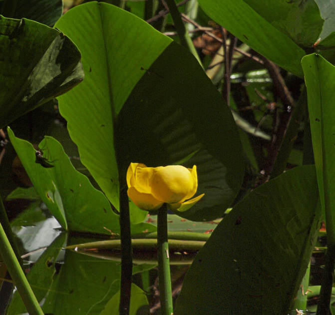 Nuphar polysepala