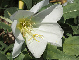 Oenothera californica var. californica
