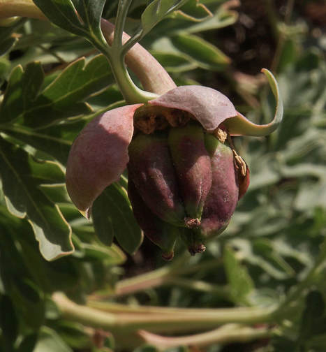 Paeonia brownii