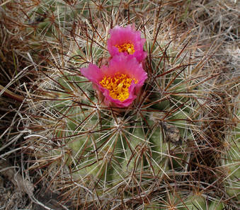 Pediocactus nigrispinus ssp. nigrispinus