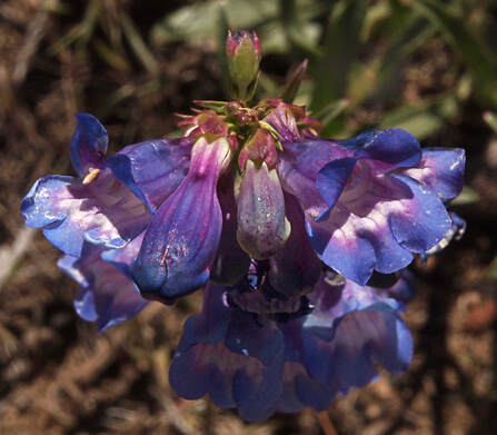 Penstemon speciosus
