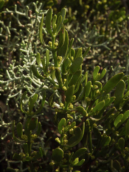 Phoradendron bolleanum