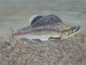 Pink Salmon (Oncorhynchus gorbuscha)