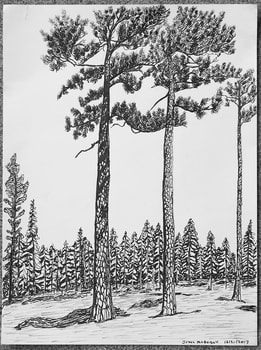 Pinus jeffreyi - Jeffrey pine