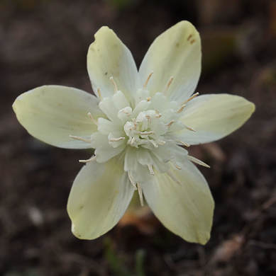 Platystemon californicum