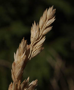 Poa cusickii ssp. purpurascens